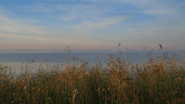 Russia, Novgorod region Lake Ilmen. Sunset on pond, blue sky horizon in distance and green-yellow grass swaying from wind in foreground. Season of midges and mosquitoes.