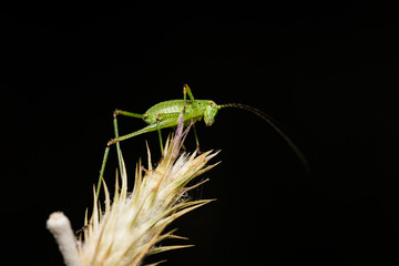 Macro photography of a grasshopper