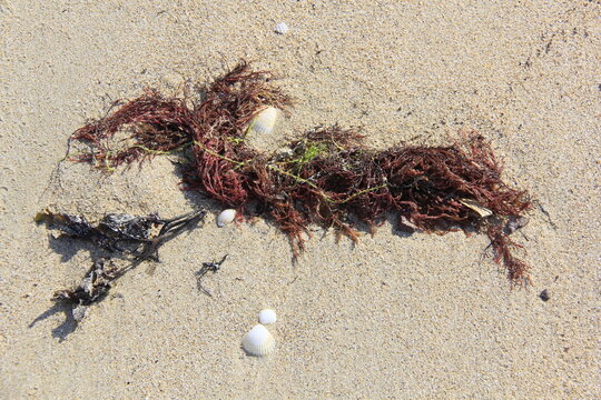 algues sur le sable et coquillages