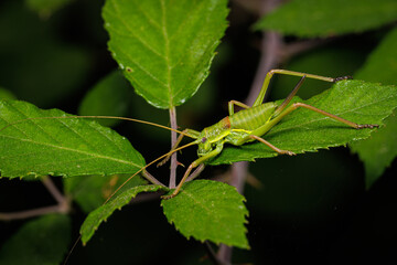 Macro photography of a grasshopper