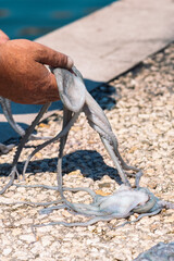 Fisherman slamming and softening with hand a big raw fresh octopus on the pier of the port of Bari,...