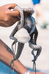 Fisherman slamming and softening with hand a big raw fresh octopus on the pier of the port of Bari,...