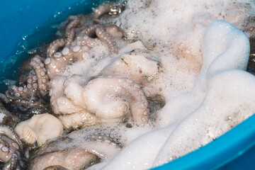 Fisherman slamming and softening a big raw fresh octopus in a plastic tank on the pier of the port...