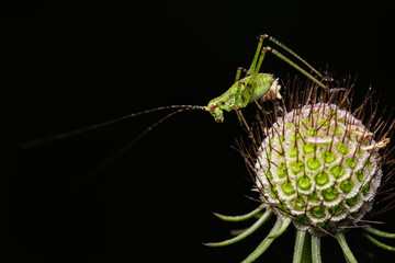 Macro photography of a grasshopper