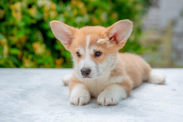 welsh corgi puppy in summer on a background of flowers , calendar