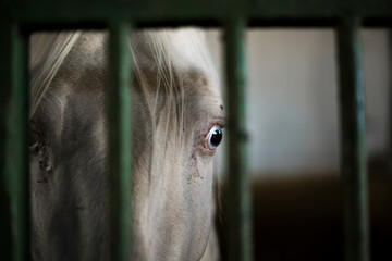 Detail of the eye of an alvine horse between the bars of its stable. Photograph taken somewhere in...