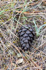 Selective focus shot of wet cone standing alone on the ground.