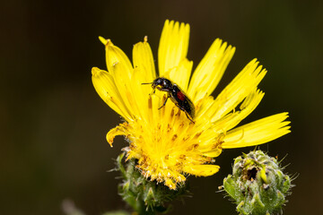 Macro photography of an insect