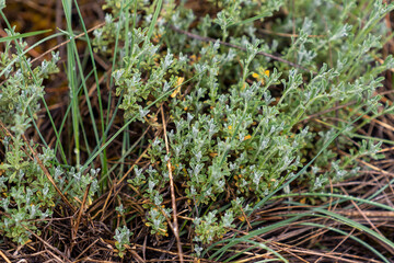 Obraz premium Image of grass taken with