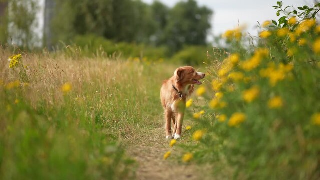 Cute dog sniffing bushes walking trough nature and yellow flowers slowmotion 4k HDR 10bit