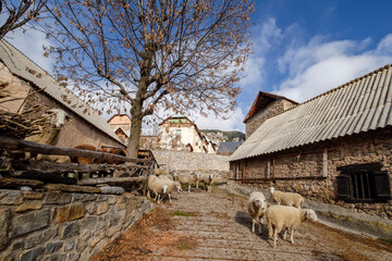 ovejas saliendo del corral, Serveto, Huesca, Aragón, cordillera de los Pirineos, Spain