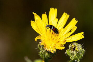 Macro photography of an insect