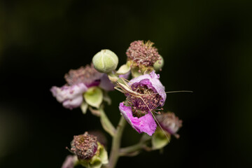 Macro photography of an insect