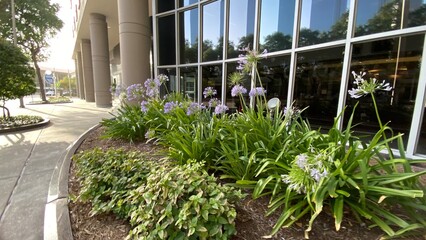Outside window of an office space with purple flowers