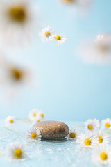 Pebble stone cosmetic podium with water and chamomile flowers on  bright turquoise background....