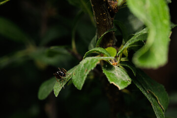 Macro photography of an insect