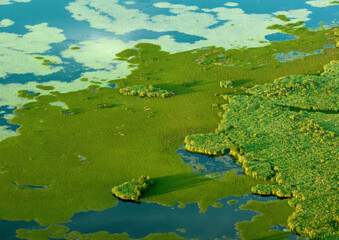 Bog, mire closeup, background, texture. Marsh background with green moss, top view. Marshland at wild nature. Swampy land and wetland, marsh, bog. Moss Green background in the pond, close-up.