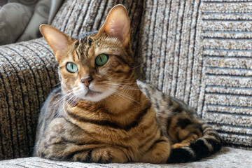 Fototapeta na wymiar Beautiful striped cat with bright green eyes hid under car