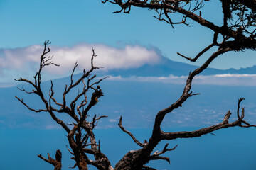 Barren tree branch with scenic view on the cloud covered volcano mountain peak Pico del Teide on Tenerife seen from laurel forest near Roque de Agando on La Gomera, Canary Islands, Spain, Europe. Hike