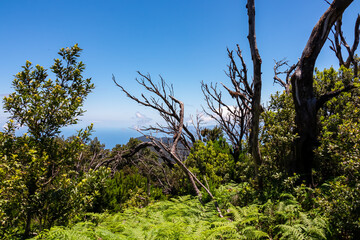 Fototapeta premium Barren tree branch with scenic view on the dense laurel forest of Garajonay National Park near Roque de Agando on La Gomera, Canary Islands, Spain, Europe. Hike in lush green tropical vegetation