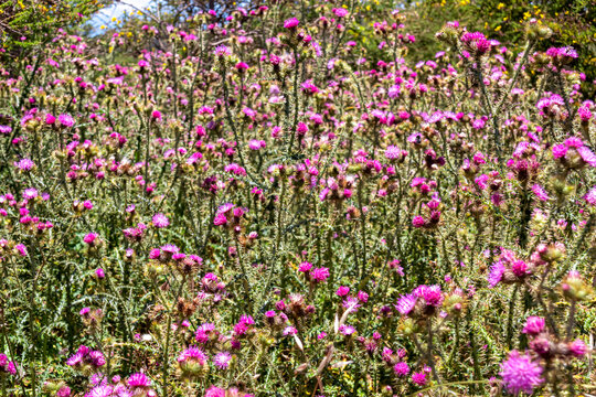 Selective focus macro view on a field of red plumeless thistles (Carduus) found in biodiverse Garajonay National Park, La Gomera, Canary Islands, Spain. Blooming spring along hiking trail on sunny day