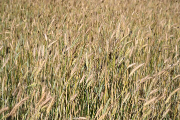 Golden wheat field in summer. Yellow ripening ears of wheat ready for harvest. Cereals.