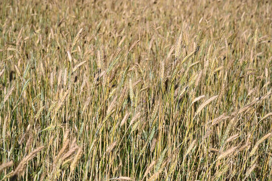 Golden wheat field in summer. Yellow ripening ears of wheat ready for harvest. Cereals. © Ajdin Kamber