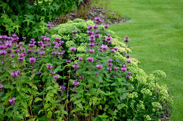 mounds with perennial beds of fila and red colors on the lawn. if the flowers are in circles on the hills, they stand out better. Fresh green in combination with mulching bark