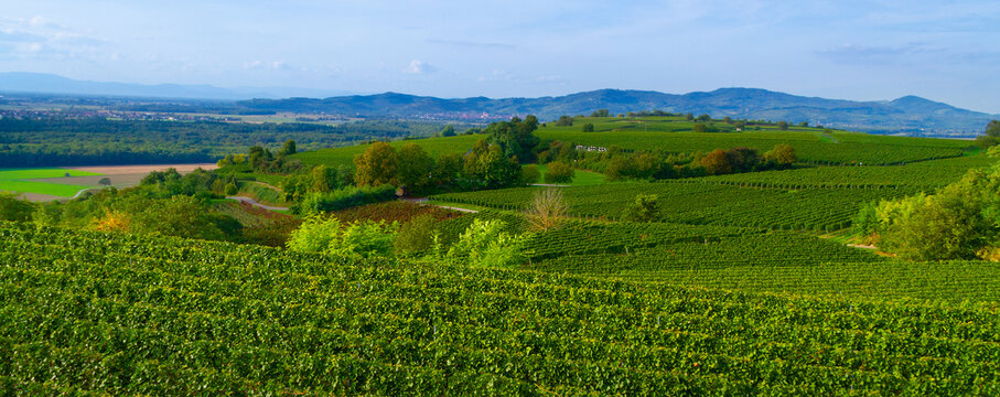 Weinberge Reben Freiburg Breisach