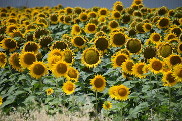 sunflowers in the field of sunflowers