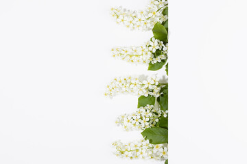 Fresh summer white bird cherry flowers in row with vertical white stripe for text in hard light as border on white background , top view, copy space. Floral background for design, advertising, card.