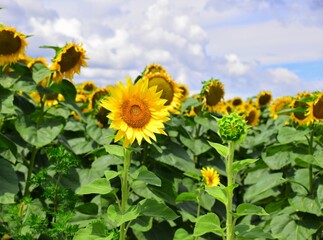 sunflowers in the field