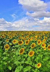 Naklejka premium sunflower field in the summer