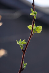 ラズベリーの新芽