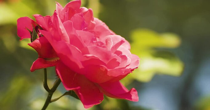 真っ赤な薔薇の花　ガーデンローズ　アップサイ |  Red Garden Rose UP Size
