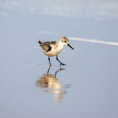 Becasseau Sanderling, Calidris Alba, at the water’s edge, Ile du Havre aux Maison, Iles de la Madeleine, Canada