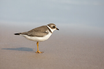 A semipalmated plover, Charadrius semipalmatus, foraging for food on the shoreline in Iles de la Madeleine, Canada.