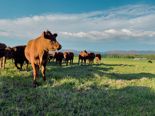 Beef cow herd in grass field