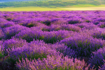 Obraz na płótnie Canvas a lavender field blooms on a hill, a forest in the distance, the sunset shines yellow in the sky, a beautiful summer landscape
