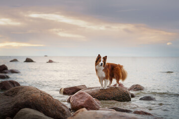 The dog on a stone on the sea. Vacation with a pet. Red and white border collie