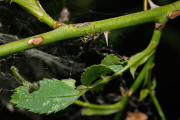 Macro photography of a spider