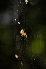 Macro photography of a spider