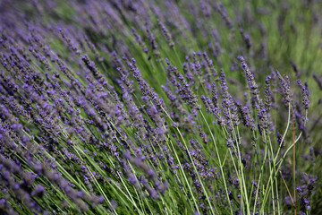 Flowering bushes of lavender in full sunlight