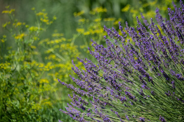Obraz premium Flowering bushes of lavender in full sunlight