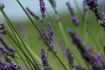 Close-up of blooming lavender flowers