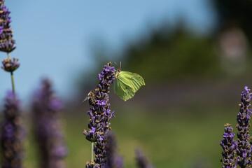 Bees and butterflies on lavender flowers take pollen