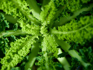 Kale.
Kale plantation. Green food. Healthy eating.