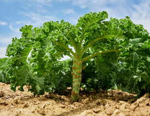 Fototapeta na wymiar Kale. Kale plantation. Green food. Healthy eating.