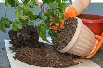 Process of removing hibiscus from beige plastic pot