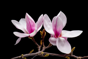 Blossoming pink magnolia flowers isolated on black background